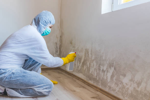 Professional mold removal team in Chalfont